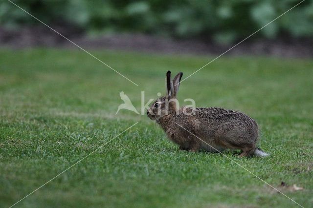Brown Hare (Lepus europaeus)