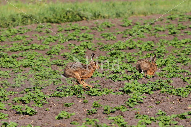 Haas (Lepus europaeus)