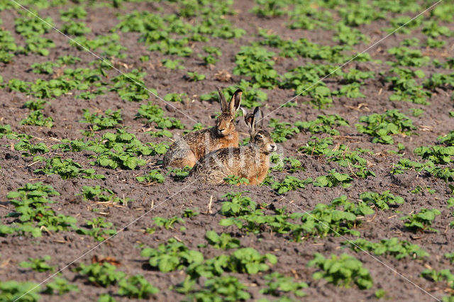 Brown Hare (Lepus europaeus)