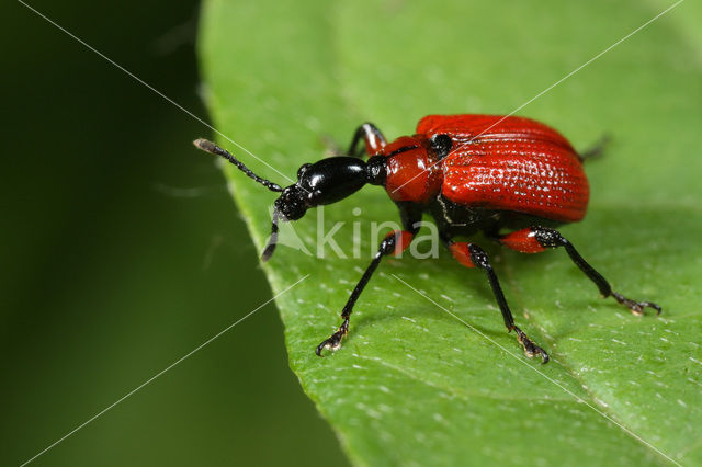 Hazelaarbladrolkever (Apoderus coryli)