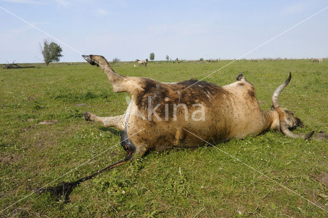 Heckrund (Bos taurus spp)