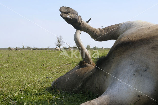 Heckrund (Bos taurus spp)