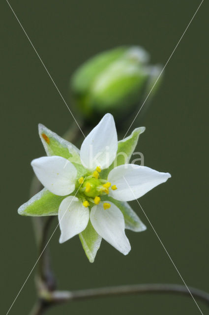 Pearlwort Spurrey (Spergula morisonii)