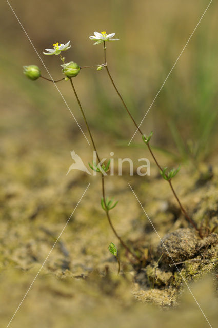 Heidespurrie (Spergula morisonii)