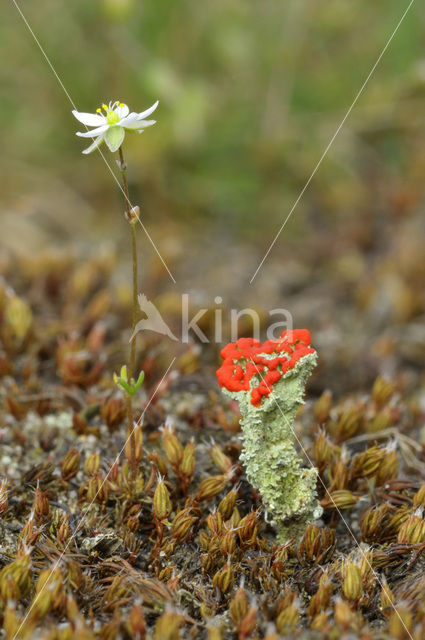 Heidespurrie (Spergula morisonii)