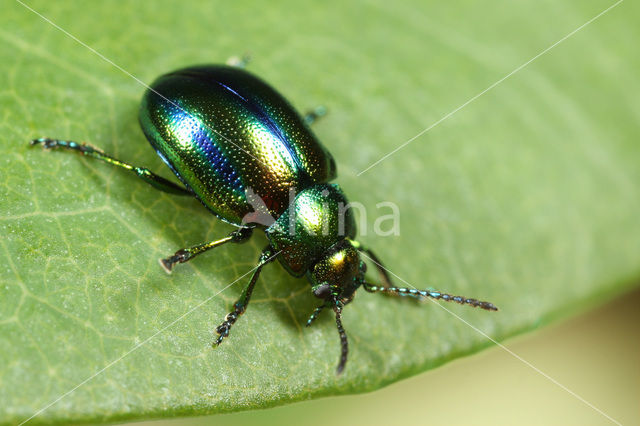 Dead-Nettle Leaf Beetle (Chrysolina fastuosa)