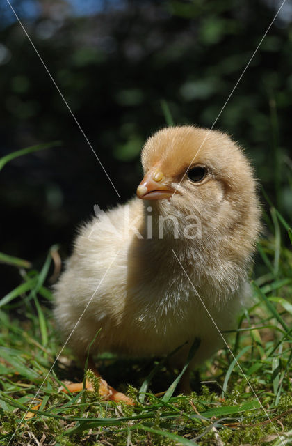 Fowl