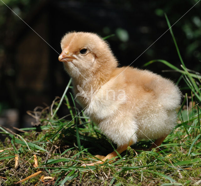 Fowl