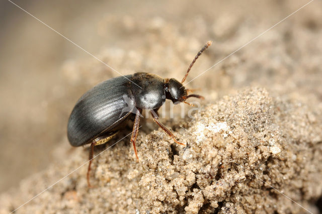 Holenaaskever (Catops picipes)