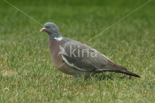 Houtduif (Columba palumbus)