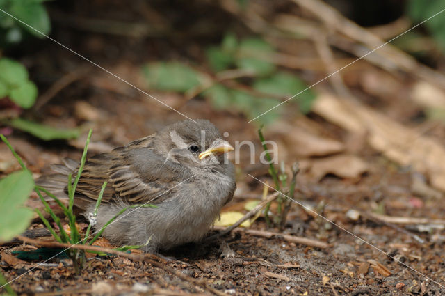 Huismus (Passer domesticus)