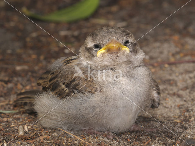 Huismus (Passer domesticus)