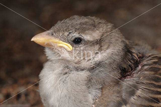 Huismus (Passer domesticus)
