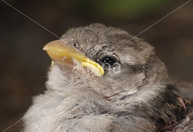 House Sparrow (Passer domesticus)