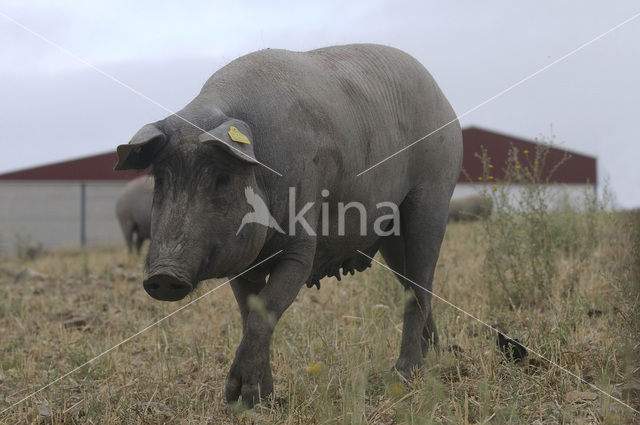 Pig (Sus domesticus)