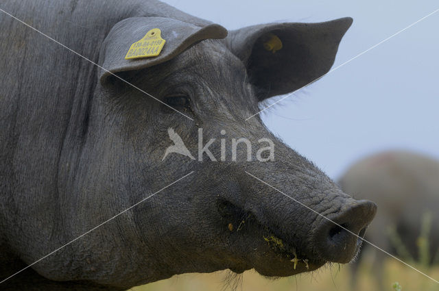 Iberisch varken