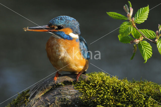 IJsvogel (Alcedo atthis)