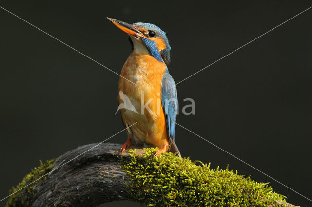 Kingfisher (Alcedo atthis)