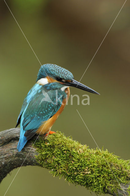 Kingfisher (Alcedo atthis)