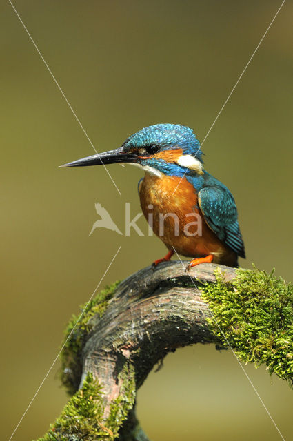 IJsvogel (Alcedo atthis)