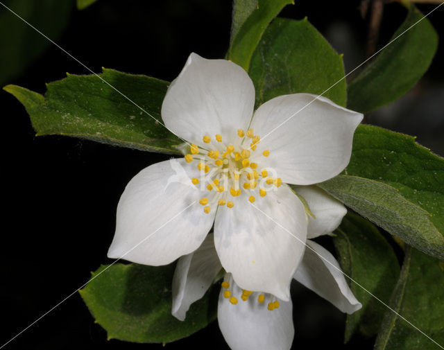 Mock Orange (Philadelphus)