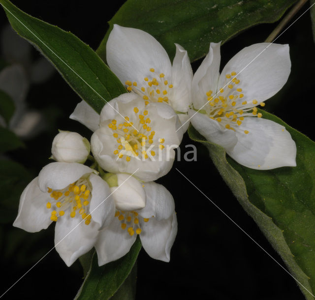 Jasmijn (Philadelphus)