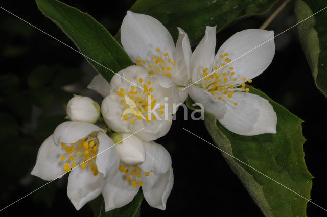 Mock Orange (Philadelphus)