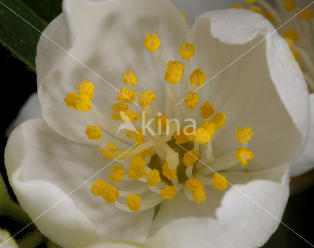 Mock Orange (Philadelphus)