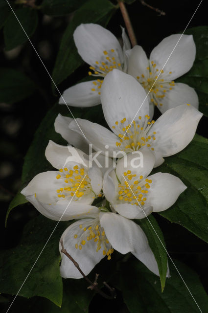 Mock Orange (Philadelphus)