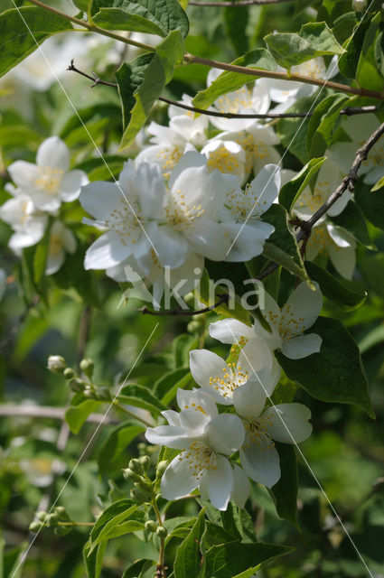 Mock Orange (Philadelphus)