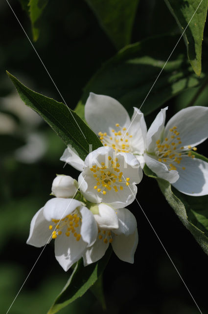 Mock Orange (Philadelphus)