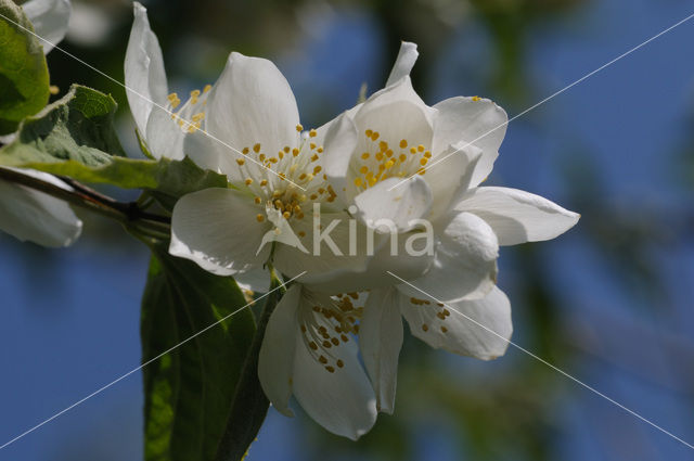 Jasmijn (Philadelphus)