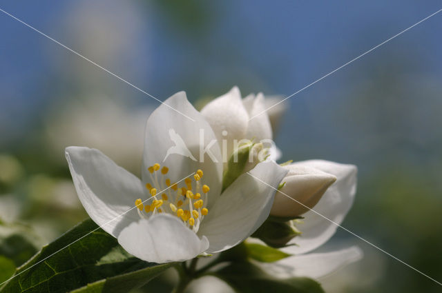 Mock Orange (Philadelphus)