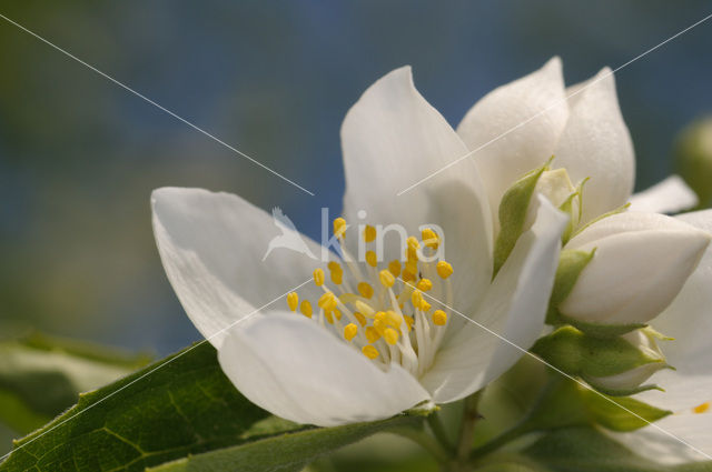 Jasmijn (Philadelphus)