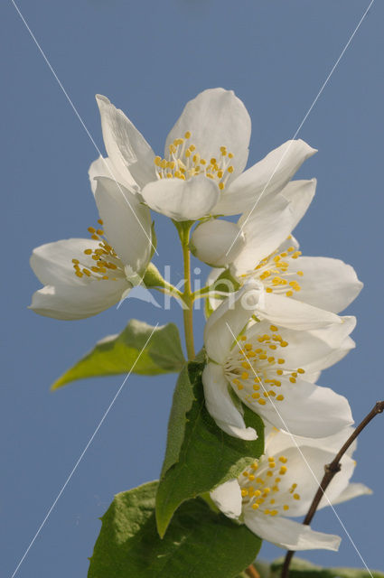 Mock Orange (Philadelphus)