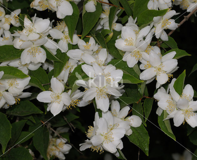 Jasmijn (Philadelphus)