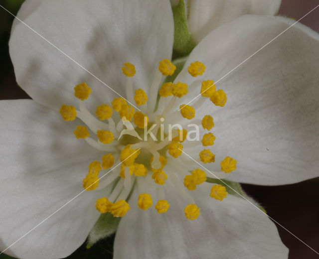 Jasmijn (Philadelphus)