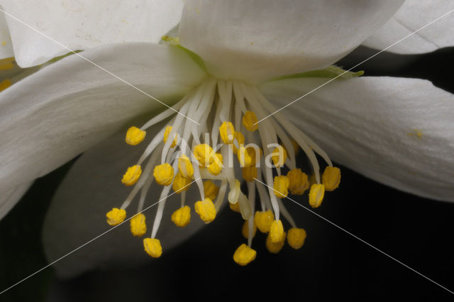 Mock Orange (Philadelphus)