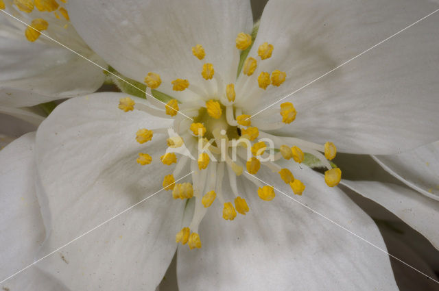 Jasmijn (Philadelphus)