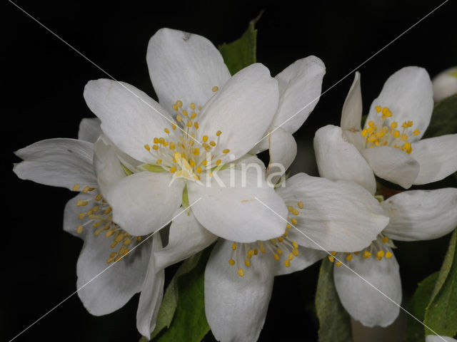 Jasmijn (Philadelphus)