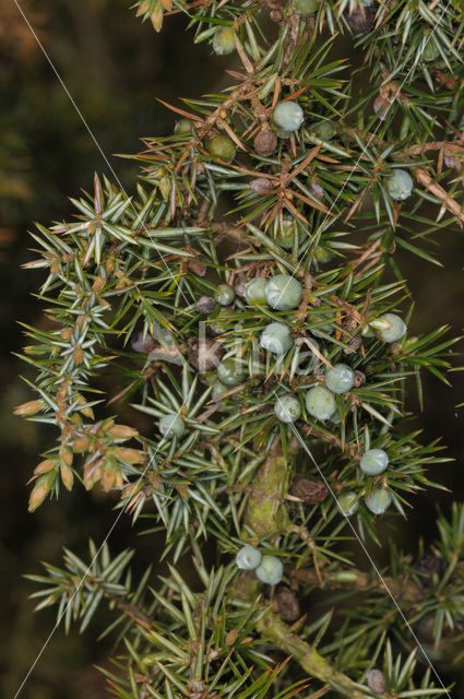 Jeneverbes (Juniperus communis)