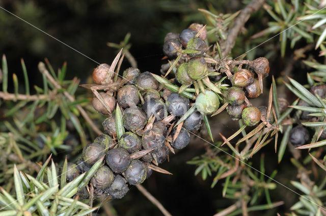 Jeneverbes (Juniperus communis)