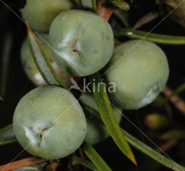 Jeneverbes (Juniperus communis)