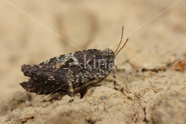 Kalkdoorntje (Tetrix tenuicornis)