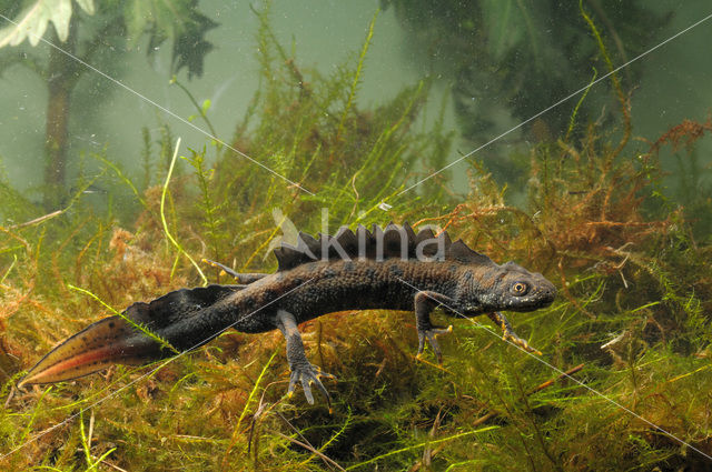 Kamsalamander (Triturus cristatus)