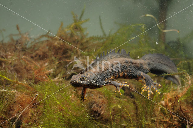 Kamsalamander (Triturus cristatus)