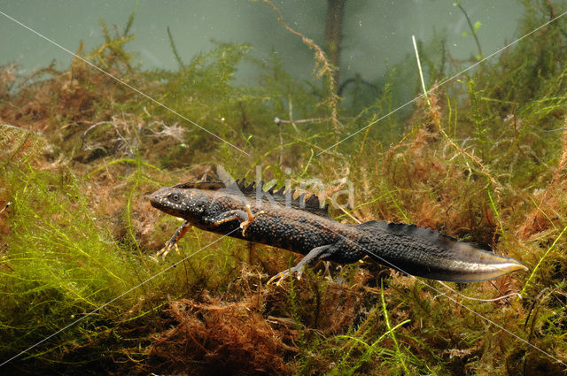 Kamsalamander (Triturus cristatus)