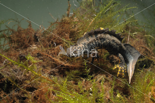 Kamsalamander (Triturus cristatus)