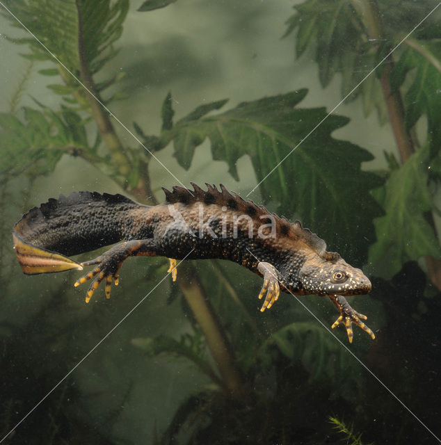 Kamsalamander (Triturus cristatus)