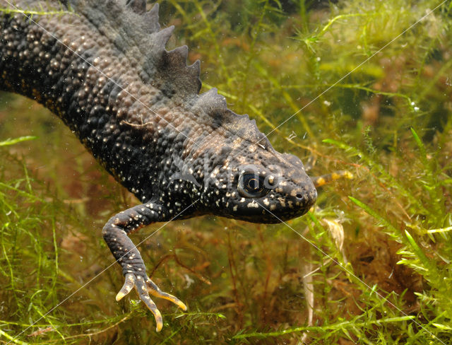 Kamsalamander (Triturus cristatus)